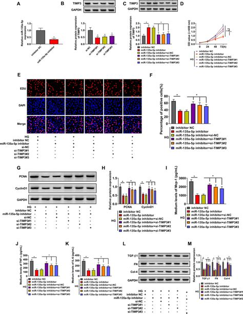 MiR 135a 5p Knockdown Suppresses HG Induced Effects In HMCs Partly By