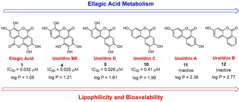 Nutrients Free Full Text Ellagic Acid And Its Metabolites As Potent