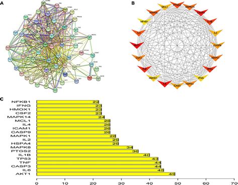 Protein-protein interaction network. (A) Protein-protein interaction ...