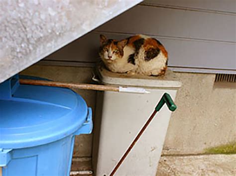 雨の日、猫はなにをしているか デイリーポータルz