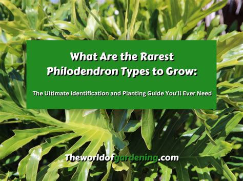 What Are The Rarest Philodendron Types To Grow The Ultimate