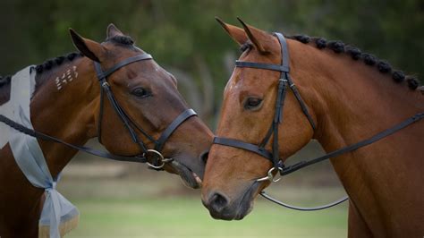 The 9 Fastest Horse Breeds In The World Quickest In History Equineigh