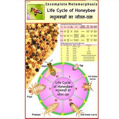 Honey Bee Life Cycle Chart M00002 Honey Bee Life Cycle Bee Life ...