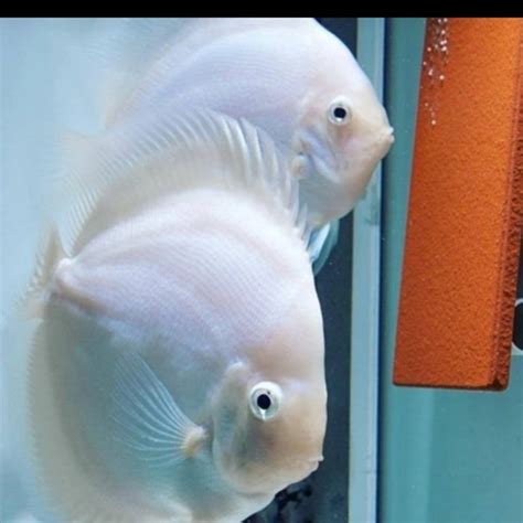 Jual Discus White Diamond White Diamond Discus Putih Ikan Discus