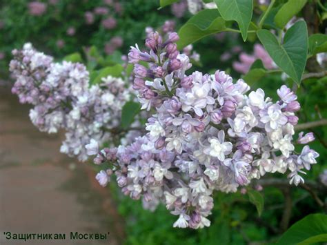 Сиреневые сады Леонида Колесникова. День сирени.: sitella — LiveJournal