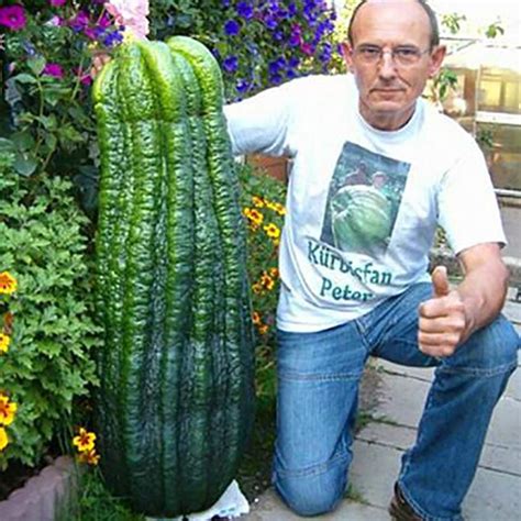 50pcs Giant Cucumber Seeds Organic Heirloom Vegetable Rare Plants