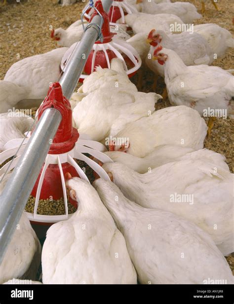 Poulets de chair Banque de photographies et dimages à haute résolution