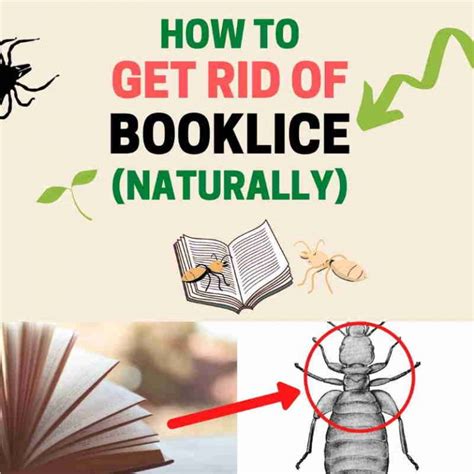 How To Get Rid Of Booklice Naturally Home Remedies Bugwiz