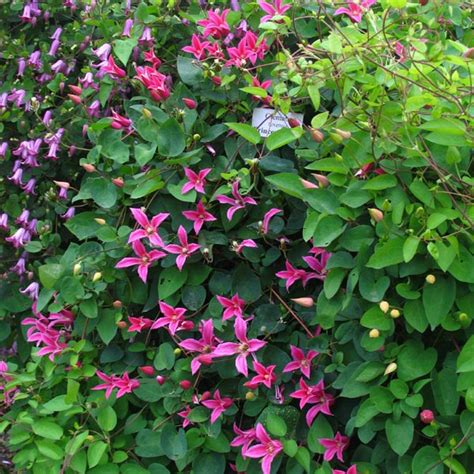 Clematis texensis Princess Diana - Clematis Westphal