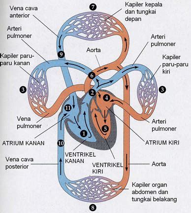 Pras Academy - SMP: Mempelajari Organ Peredaran Darah: Jantung dan ...