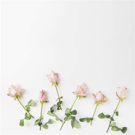 Pink Roses on White Background