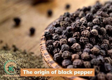 importance  black pepper origin characteristics  global