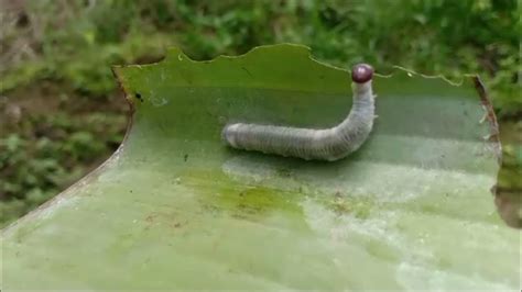 Ulat Penggulung Daun Pisang Youtube