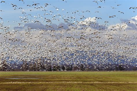 Snow Geese In The Skagit Valley Damian Vines Photography