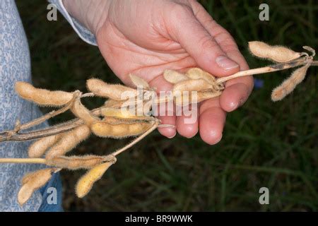 Soybean Harvest Michigan USA Stock Photo Alamy