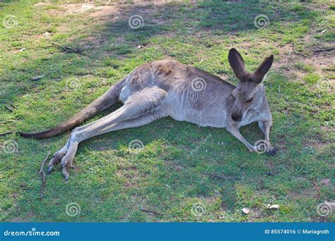 Kangaroo Stock Photo Image Of Macropodidae Mammal Australian 85574016