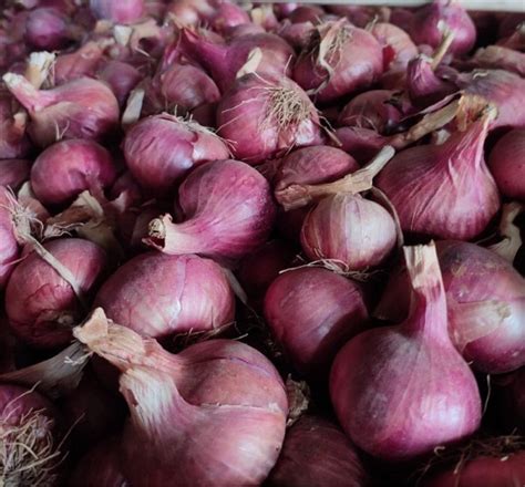 B Grade Cool Onion Packaging Size 50 Kg Onion Size Available Medium