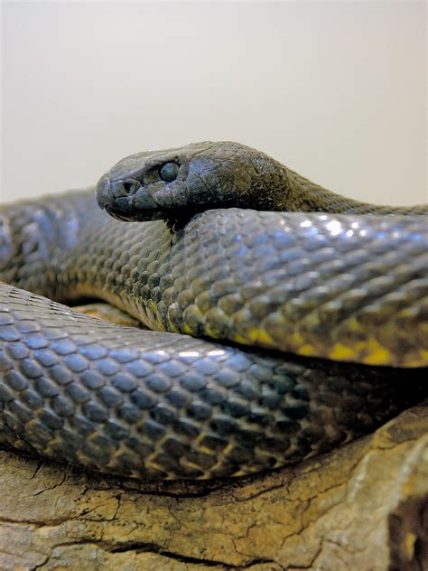 The 10 Most Venomous Snakes In The World WorldAtlas