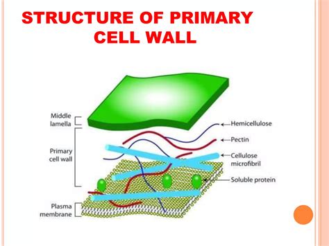 Plant Cell Wall Structure Ppt