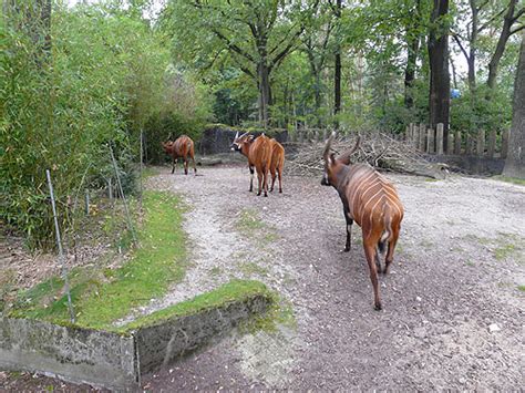 Eastern Bongo Exhibit In Burgers Zoo