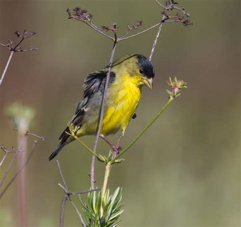 Lesser Goldfinch | San Diego Bird Spot