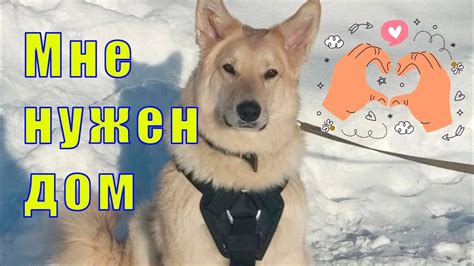 ЗАБЕРИТЕ МЕНЯ! МУХТАРУ ОЧЕНЬ НУЖЕН ДОМ - YouTube