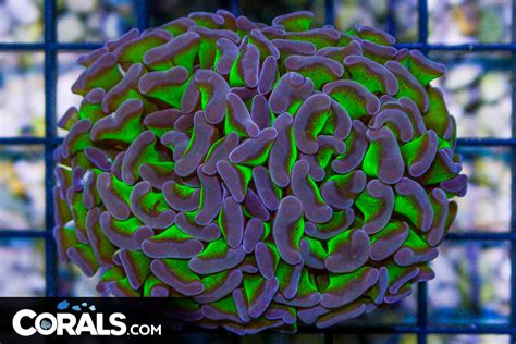 Big Branching Hammer Frag Australia Neon Stems Purple Tips Corals