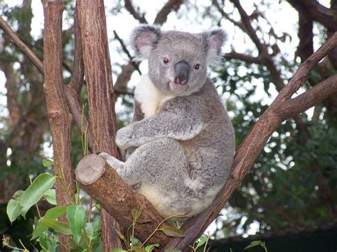 Коала сумчатое животное (Много фото!) - treepics.ru