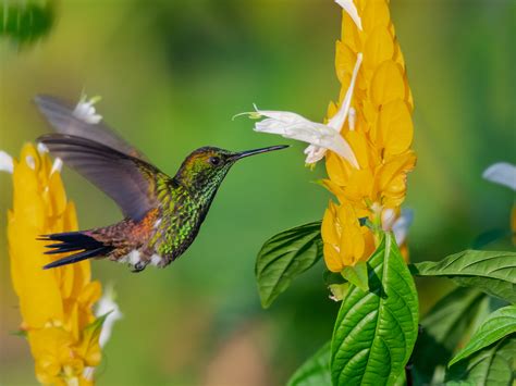 Arbustos Que Atraen Colibríes Tres Plantas Que Puedes Poner En Tus