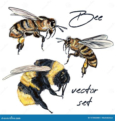 Collection Of Vector Realistic Bee Bumblebee In Realistic Watercolor