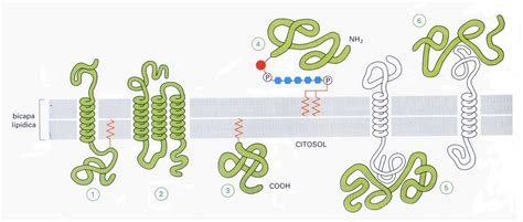 Biolcelularjgg Proteínas De Membrana