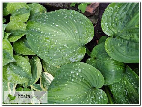 Hosta.com.ua. Хоста Holy Mole (Холи Моли, Холи Моул): описание, фото,