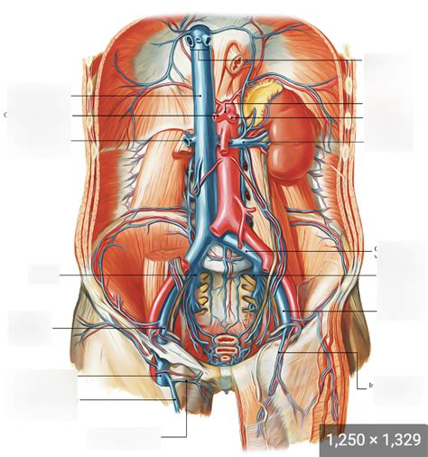 Inferior Blood Vessels Torso Model Diagram Quizlet