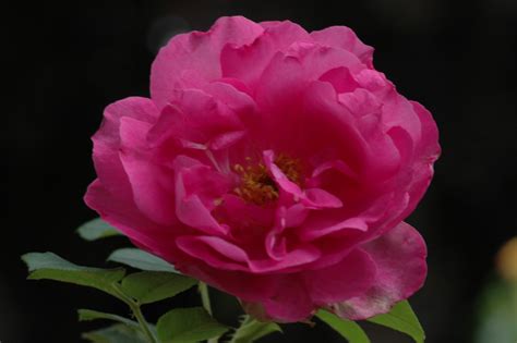 Wild Edric ® | Rose, intensiv rosa & violett, 170 cm x 140 cm (David ...