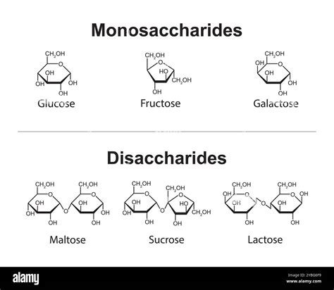Monosaccharides And Disaccharides Illustration Stock Photo Alamy