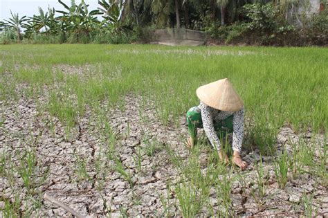 Xâm nhập mặn tại ĐBSCL vào mùa khô 2023 2024 sẽ rất gay gắt