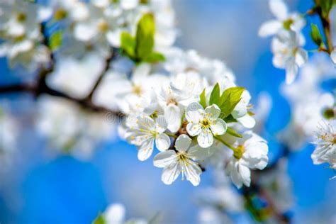 Cherry Blossom Branch in the Garden Stock Photo - Image of macro ...