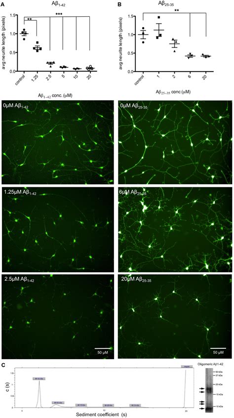 Frontiers Clusterin Is Required for β Amyloid Toxicity in Human iPSC