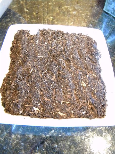 lawn seed home depot 6