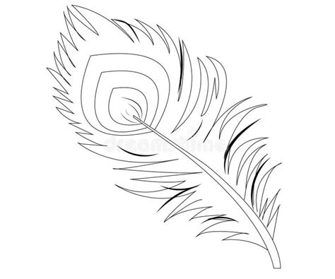 art  peacock feather silhouette  white background stock