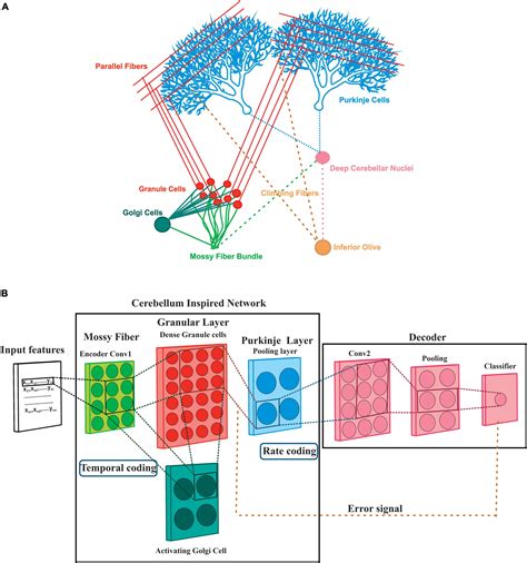 Frontiers A Cerebellum Inspired Spiking Neural Network As A Multi