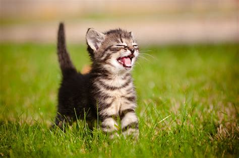 Antiviral medication for feline herpes accelerates recovery in kittens