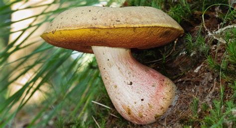 Bolet à pied rouge comestible ou venimeux