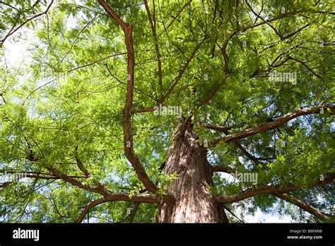 Cypress tree leaves hi-res stock photography and images - Alamy