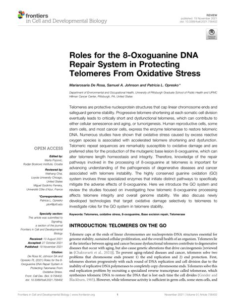 PDF Roles For The 8 Oxoguanine DNA Repair System In Protecting