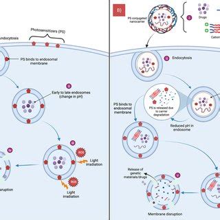 Proposed Mechanism Of Endosomal Escape Mediated By Nanocarriers