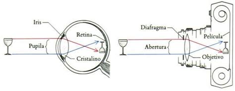 ᐅ Las 12 Partes Del Ojo Humano Conoce Su Anatomía