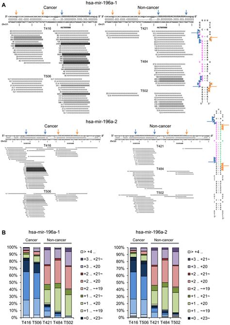 The Repertoire Of Mir 196a Isomirs In Laryngeal Cancer And Non Cancer Download Scientific