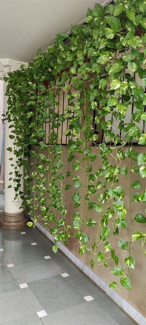 38 Stunning Pothos Wall Decor Ideas Hanging Plants Indoor Plant Decor Indoor House Plants Indoor