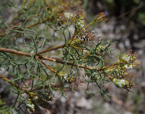 Petrophile Seminuda Hartfield Park Perth Wa 301117 Flickr